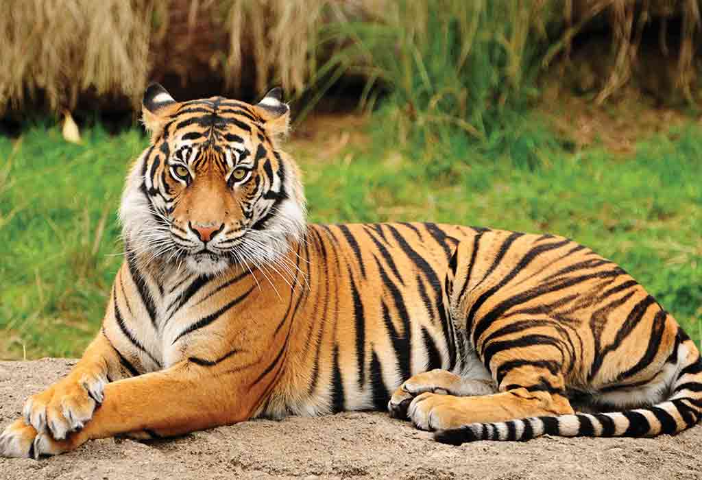 a-comprehensive-guide-to-patna-zoo-opening-time-about-history