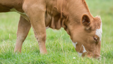 The Importance of Liver Fluke-Fasciola Control in Livestock